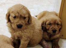 Golden Retriever Puppies Golden Retriever Puppies