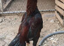 need aseel Pakistani chickens need aseel Pakistani chickens