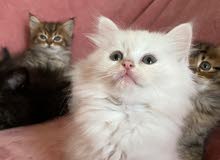 Persian kitten - شيرازي قطط