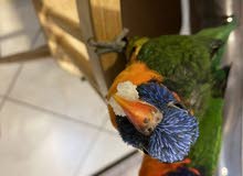 lorikeet for sale - لوريكيت للبيع lorikeet for sale - لوريكيت للبيع