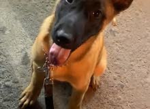 مالينوا بلاك ماسك مالينوا بلاك ماسك