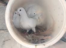زوج ارافل زوج ارافل