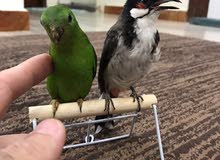 لاهل التمييز .. بلبل ماليزي لاهل التمييز .. بلبل ماليزي