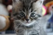 Elite Persian Kitten for sale! Eat and use litter