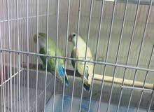 opline love birds rare color  blue and grey n green confirmed male and female  breeding pair