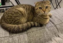 Scottish cat Scottish cat