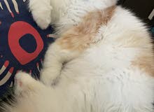 Persian male cat for mating only Persian male cat for mating only