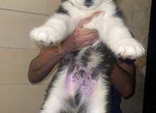 Fee 2000 AED Male husky