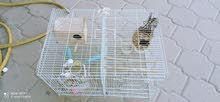 bird cage bird cage