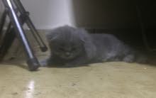 Scottish Folds and British Scottish Folds and British