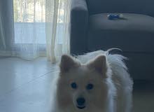 female puppy Japanies spetz female puppy Japanies spetz