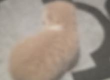 شيرازي شيرازي