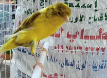 فحل ايراني فحل ايراني