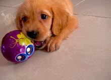 Golden Retriever 4 Month Golden Retriever 4 Month