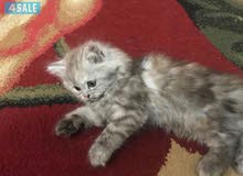 قطه جميله للبيع انثى قطه جميله للبيع انثى