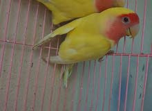Lutino Breeding Pair. Lutino Breeding Pair.