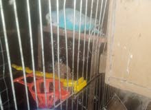 جوزين حب جوز معوو 3 فراخ وجوز معوو 3. بيضات