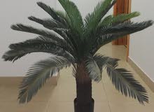شجرة للبيع شجرة للبيع