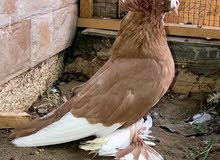 فحل دمكش گارنو اصفر فحل دمكش گارنو اصفر