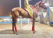 فرس العمر7 فرس العمر7