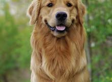 ابحث عن جرو قولدن ريتريفر showdog بعمر الشهرين ابحث عن جرو قولدن ريتريفر showdog بعمر الشهرين