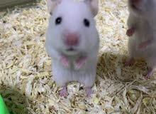 hamsters available white and Japan gray hamsters available white and Japan gray