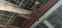 طيور حمر للبيع طيور حمر للبيع