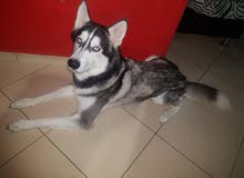 Siberian Husky Blue Eyes Siberian Husky Blue Eyes