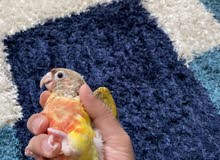 pineapple conure baby طفل الكونيور الأناناس pineapple conure baby طفل الكونيور الأناناس