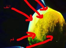 نوادر العقيق المصور طبيعي نوادر العقيق المصور طبيعي