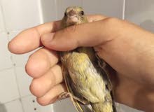 لي يحب يشري كلمني لي يحب يشري كلمني
