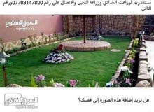 الفلاح ابو هاجر لزراعت الحدائق وزراعة النخيل الفلاح ابو هاجر لزراعت الحدائق وزراعة النخيل