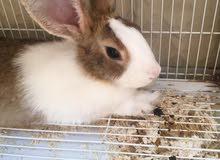 Rabbit Rabbit