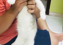 Scottish fold Mother & Kitten Female Scottish fold Mother & Kitten Female