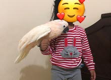 Moluccan Cockatoo 9-10 Months King Size Moluccan Cockatoo 9-10 Months King Size