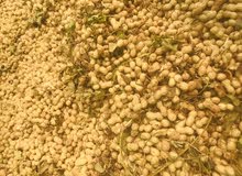 فول سوداني كاكاويه فول سوداني كاكاويه