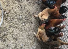 دجاج فرنسي بياض سوبر جامبو دجاج فرنسي بياض سوبر جامبو