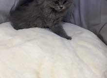 قط شيرازي قط شيرازي