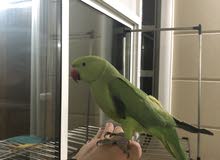 dora parrot dora parrot