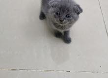 سكوتش فولد ذكر 4 أسابيع Scottish Fold male 4 weeks old سكوتش فولد ذكر 4 أسابيع Scottish Fold male 4 weeks old