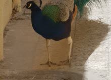 peacock male طاؤس للبيع
