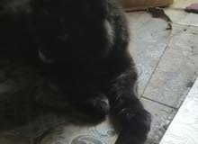 فحل عمره 4 شهر صحه زينه فحل عمره 4 شهر صحه زينه