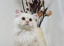 ذكر شيرازي جامبو للبيع ذكر شيرازي جامبو للبيع