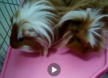Guinea pigs Guinea pigs