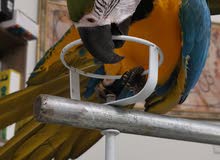 Macaw bird blue and Gold hand tammed Macaw bird blue and Gold hand tammed