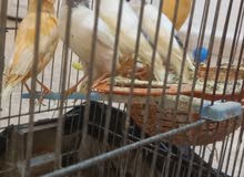 عصافير مقنبرات
