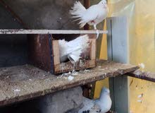 زوج هنداويات زينه مخاليف زوج هنداويات زينه مخاليف