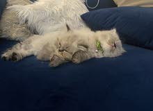 Himalayan kittens 2 month old