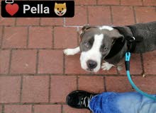 dog for sell dog for sell