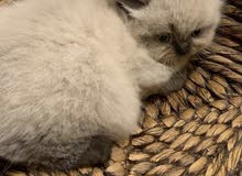 Persian/Himalayan Persian/Himalayan